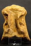 07186 - Top Huge 4.91 Inch Spinosaurid Dinosaur Partial Cervical Vertebra Bone Cretaceous KemKem Beds