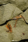 21153 - Premium Grade Soft Bodied Xiphosurid (Horseshoe Crab Ancestor) Lower Ordovician