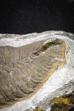 20076 - Museum Grade 6.46 Inch Eudolatites sp Upper Ordovician Trilobite