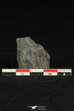 30322 -  Beautiful 0.78Inch Alokistocare sp Middle Cambrian Trilobite - Utah, USA