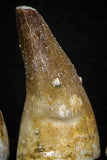 05739 - Nice Collection of 5 Unidentified Mosasaurus Teeth Late Cretaceous