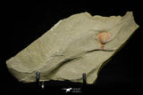 21153 - Premium Grade Soft Bodied Xiphosurid (Horseshoe Crab Ancestor) Lower Ordovician