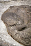 20076 - Museum Grade 6.46 Inch Eudolatites sp Upper Ordovician Trilobite