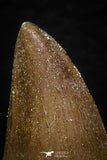 05739 - Nice Collection of 5 Unidentified Mosasaurus Teeth Late Cretaceous