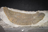 20076 - Museum Grade 6.46 Inch Eudolatites sp Upper Ordovician Trilobite