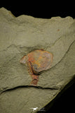 21153 - Premium Grade Soft Bodied Xiphosurid (Horseshoe Crab Ancestor) Lower Ordovician