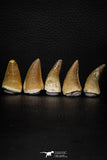 05739 - Nice Collection of 5 Unidentified Mosasaurus Teeth Late Cretaceous