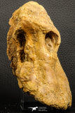 07186 - Top Huge 4.91 Inch Spinosaurid Dinosaur Partial Cervical Vertebra Bone Cretaceous KemKem Beds