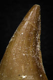 05739 - Nice Collection of 5 Unidentified Mosasaurus Teeth Late Cretaceous