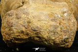 07186 - Top Huge 4.91 Inch Spinosaurid Dinosaur Partial Cervical Vertebra Bone Cretaceous KemKem Beds