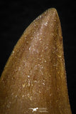 05739 - Nice Collection of 5 Unidentified Mosasaurus Teeth Late Cretaceous