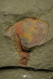 21153 - Premium Grade Soft Bodied Xiphosurid (Horseshoe Crab Ancestor) Lower Ordovician