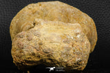 07186 - Top Huge 4.91 Inch Spinosaurid Dinosaur Partial Cervical Vertebra Bone Cretaceous KemKem Beds