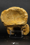 07186 - Top Huge 4.91 Inch Spinosaurid Dinosaur Partial Cervical Vertebra Bone Cretaceous KemKem Beds