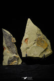 21154 - Premium Grade Soft Bodied Xiphosurid (Horseshoe Crab Ancestor) Lower Ordovician