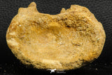 07186 - Top Huge 4.91 Inch Spinosaurid Dinosaur Partial Cervical Vertebra Bone Cretaceous KemKem Beds