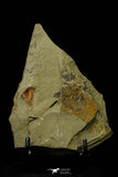 21154 - Premium Grade Soft Bodied Xiphosurid (Horseshoe Crab Ancestor) Lower Ordovician