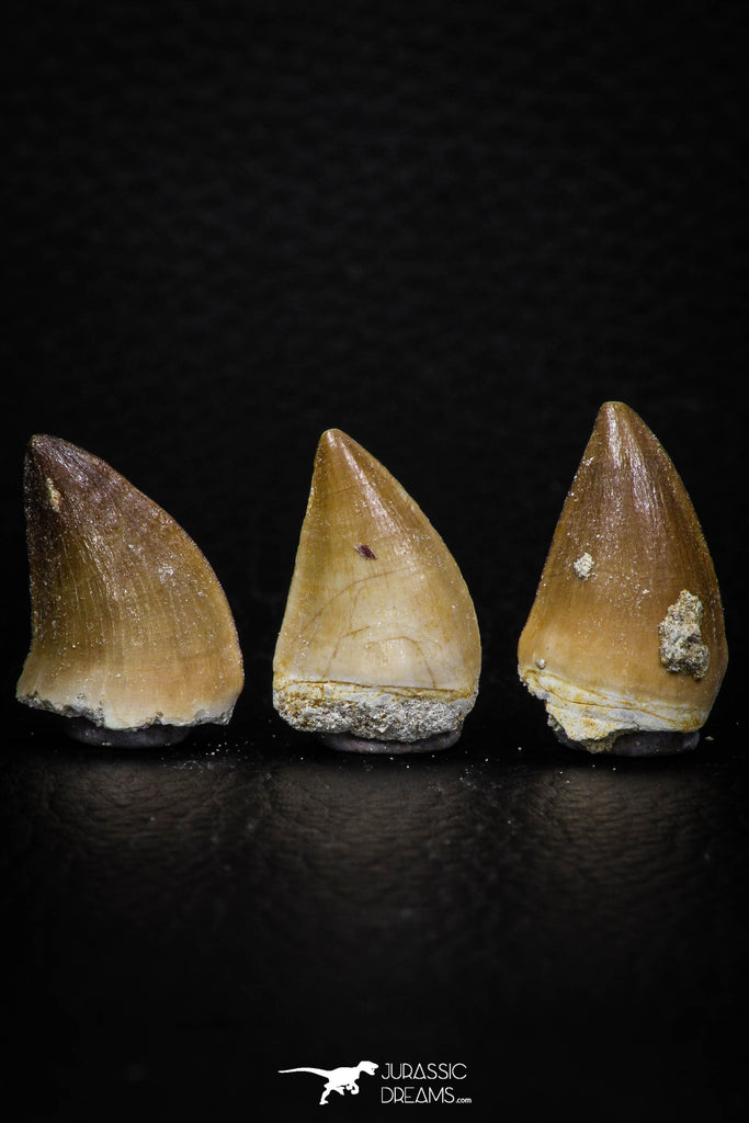 05740 - Beautiful Collection of 3 Mosasaur (Prognathodon anceps) Teeth Cretaceous