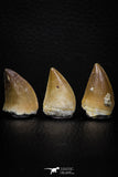 05740 - Beautiful Collection of 3 Mosasaur (Prognathodon anceps) Teeth Cretaceous