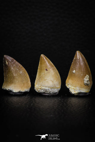 05740 - Beautiful Collection of 3 Mosasaur (Prognathodon anceps) Teeth Cretaceous