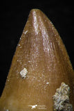 05740 - Beautiful Collection of 3 Mosasaur (Prognathodon anceps) Teeth Cretaceous