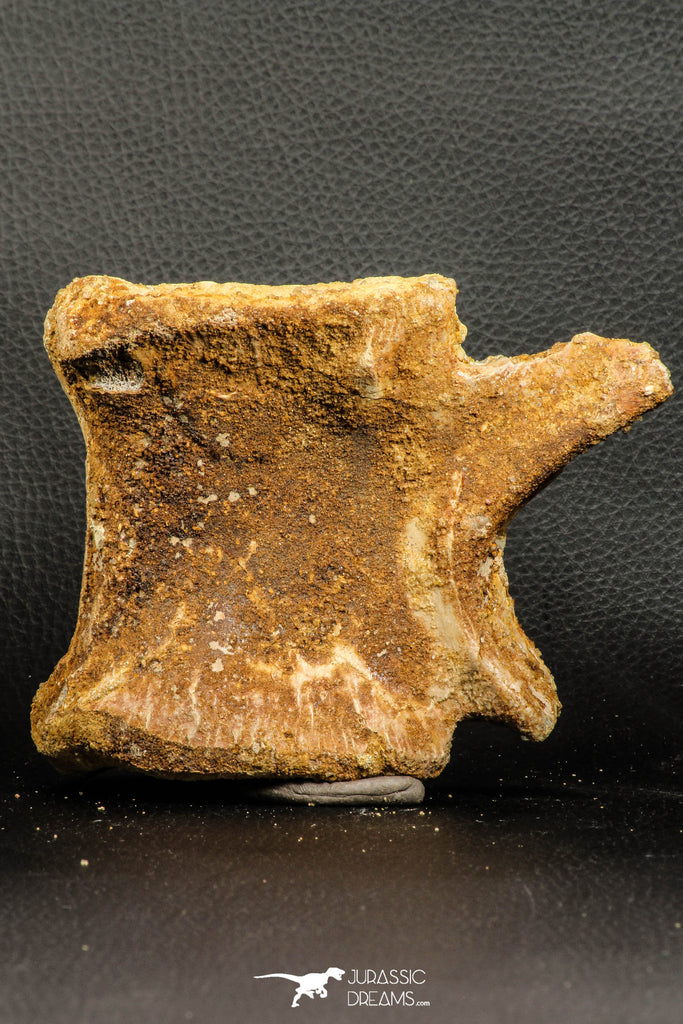 07189 - Top Rare 4.83 Inch Spinosaurus Dinosaur Partial Caudal (Tail) Vertebra Bone Cretaceous KemKem Beds