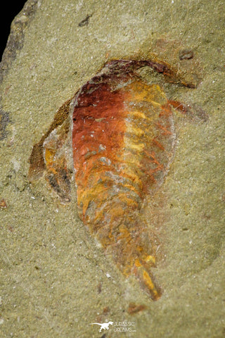 21154 - Premium Grade Soft Bodied Xiphosurid (Horseshoe Crab Ancestor) Lower Ordovician