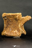07189 - Top Rare 4.83 Inch Spinosaurus Dinosaur Partial Caudal (Tail) Vertebra Bone Cretaceous KemKem Beds