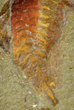 21154 - Premium Grade Soft Bodied Xiphosurid (Horseshoe Crab Ancestor) Lower Ordovician