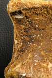 07189 - Top Rare 4.83 Inch Spinosaurus Dinosaur Partial Caudal (Tail) Vertebra Bone Cretaceous KemKem Beds