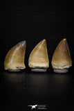 05740 - Beautiful Collection of 3 Mosasaur (Prognathodon anceps) Teeth Cretaceous