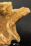 07189 - Top Rare 4.83 Inch Spinosaurus Dinosaur Partial Caudal (Tail) Vertebra Bone Cretaceous KemKem Beds