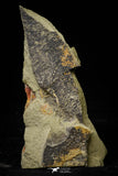 21154 - Premium Grade Soft Bodied Xiphosurid (Horseshoe Crab Ancestor) Lower Ordovician