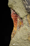 21154 - Premium Grade Soft Bodied Xiphosurid (Horseshoe Crab Ancestor) Lower Ordovician