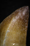 05740 - Beautiful Collection of 3 Mosasaur (Prognathodon anceps) Teeth Cretaceous