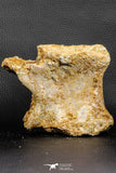 07189 - Top Rare 4.83 Inch Spinosaurus Dinosaur Partial Caudal (Tail) Vertebra Bone Cretaceous KemKem Beds