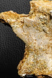 07189 - Top Rare 4.83 Inch Spinosaurus Dinosaur Partial Caudal (Tail) Vertebra Bone Cretaceous KemKem Beds