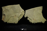 21155 - Premium Grade Soft Bodied Xiphosurid (Horseshoe Crab Ancestor) Lower Ordovician