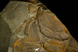 30324 - Top Rare 5.39 Inch Hydrocephalus carens Middle Cambrian Trilobite - Czech Republic