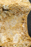 07189 - Top Rare 4.83 Inch Spinosaurus Dinosaur Partial Caudal (Tail) Vertebra Bone Cretaceous KemKem Beds