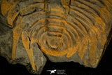 30324 - Top Rare 5.39 Inch Hydrocephalus carens Middle Cambrian Trilobite - Czech Republic