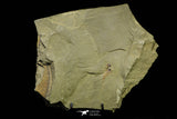 21155 - Premium Grade Soft Bodied Xiphosurid (Horseshoe Crab Ancestor) Lower Ordovician