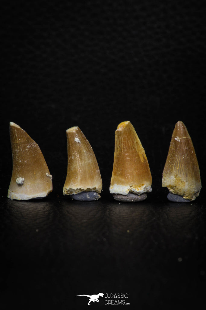 05741 - Nice Collection of 4 Unidentified Mosasaurus Teeth Late Cretaceous