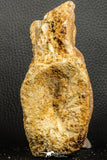 07189 - Top Rare 4.83 Inch Spinosaurus Dinosaur Partial Caudal (Tail) Vertebra Bone Cretaceous KemKem Beds
