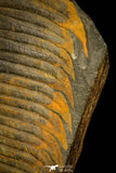 30324 - Top Rare 5.39 Inch Hydrocephalus carens Middle Cambrian Trilobite - Czech Republic