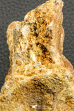 07189 - Top Rare 4.83 Inch Spinosaurus Dinosaur Partial Caudal (Tail) Vertebra Bone Cretaceous KemKem Beds