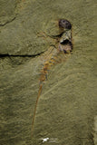 21155 - Premium Grade Soft Bodied Xiphosurid (Horseshoe Crab Ancestor) Lower Ordovician