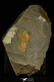 30324 - Top Rare 5.39 Inch Hydrocephalus carens Middle Cambrian Trilobite - Czech Republic