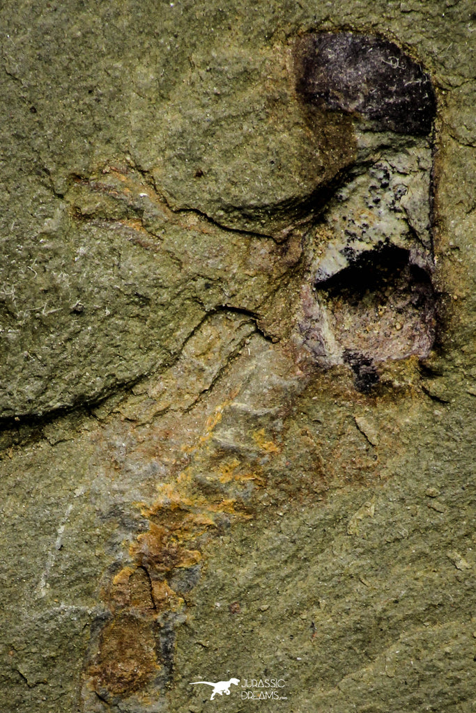 21155 - Premium Grade Soft Bodied Xiphosurid (Horseshoe Crab Ancestor) Lower Ordovician