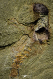 21155 - Premium Grade Soft Bodied Xiphosurid (Horseshoe Crab Ancestor) Lower Ordovician
